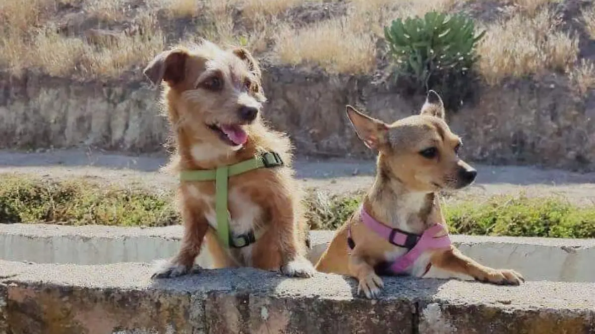 Moka la perrita potosina y Chochi la chihuahueña